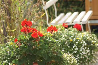 rote Geranien im Vordergrund, eine weiße Bank im Hintergrund